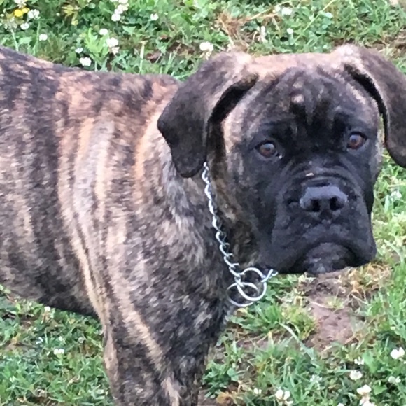 Meet your Posher, Dawn - Picture 1 of 1